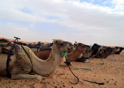 Excursión de Casablanca a Marrakech 10 días