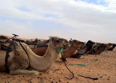 Paseo en camello por el desierto