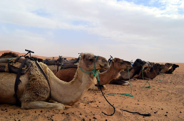 Excursión Marrakech a Fez, 3 días por el desierto del Sahara